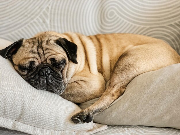 Hund schläft auf dem Sofa