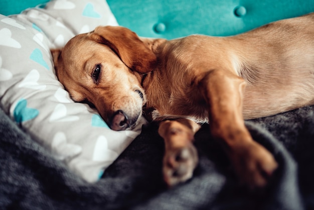 Hund schläft auf dem Sofa