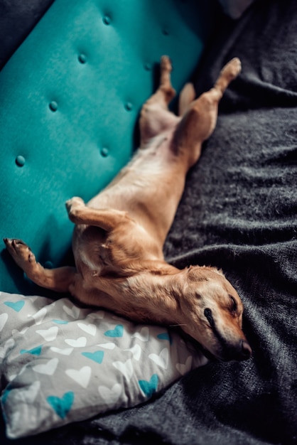 Hund schläft auf dem Sofa