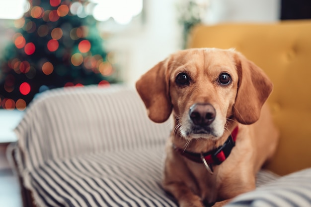 Hund schläft auf dem Sofa