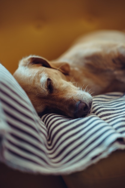 Hund schläft auf dem Sofa