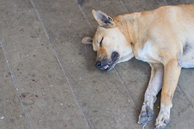 Hund schläft bequem auf dem Boden