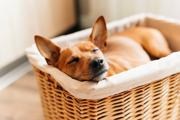 Hund schläft in einem Weidenkorb auf dem Foto sieht man das schlafende Hundegesicht