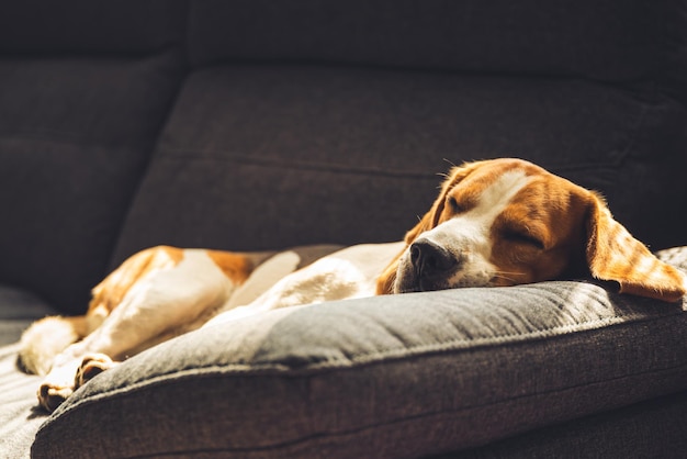 Hund schläft zu Hause auf dem Sofa