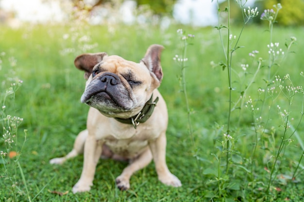 Hund schüttelt den Kopf auf der Wiese.