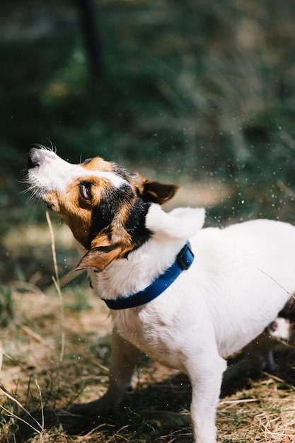 Hund schüttelt sich von Tropfen herunter