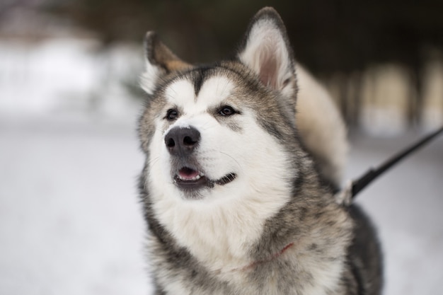 Hund Siberian Husky im Winter im Wald.