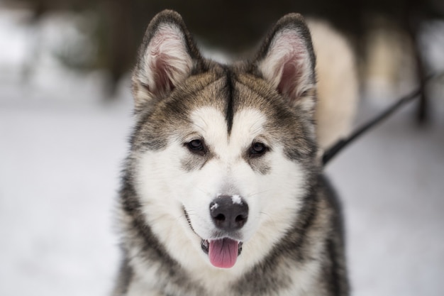 Hund Siberian Husky im Winter im Wald.