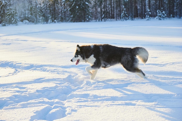 Hund sibirischer husky springt im schnee der hund spielt im winter auf dem feld