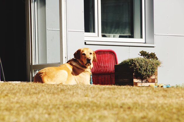 Hund sitzt am Fenster