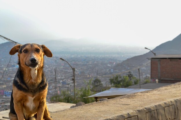 Hund sitzt am Rand eines Bürgersteigs auf einem Hügel im Hintergrund eine Stadt und ein epischer Himmel