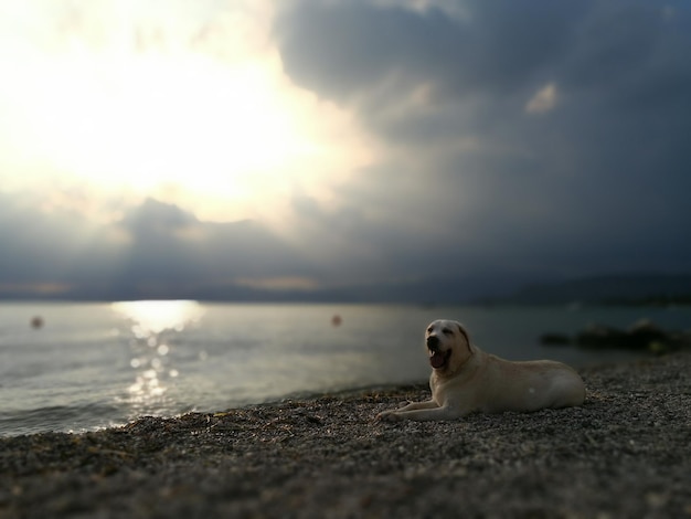 Foto hund sitzt am strand gegen den himmel