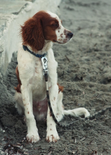 Hund sitzt am Strand und wartet etwas