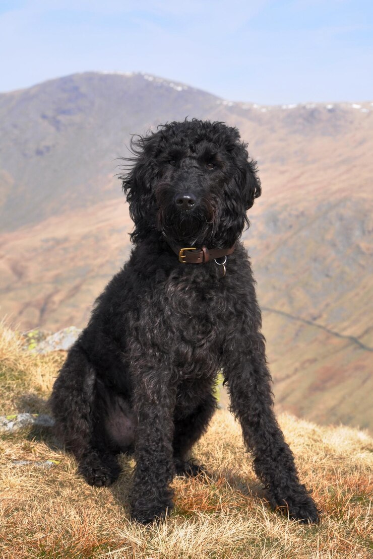 Foto hund sitzt an den bergen gegen den himmel