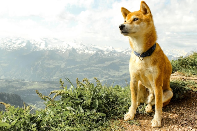 Hund sitzt auf dem Berg gegen den Himmel