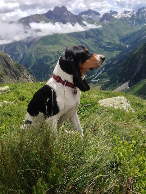 Hund sitzt auf dem Feld gegen die Berge