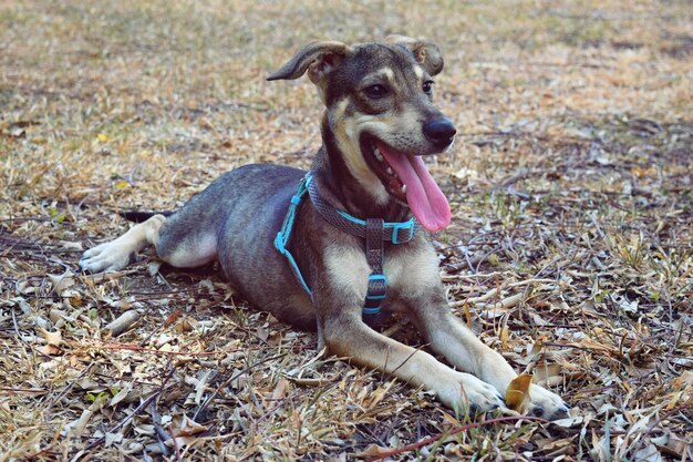 Foto hund sitzt auf dem feld