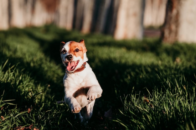 Hund sitzt auf dem Feld