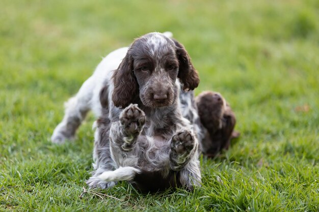 Foto hund sitzt auf dem feld