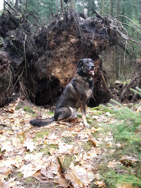 Foto hund sitzt auf dem feld