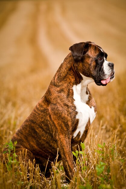 Hund sitzt auf dem Feld