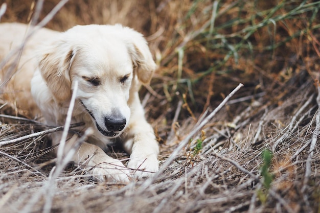 Hund sitzt auf dem Feld