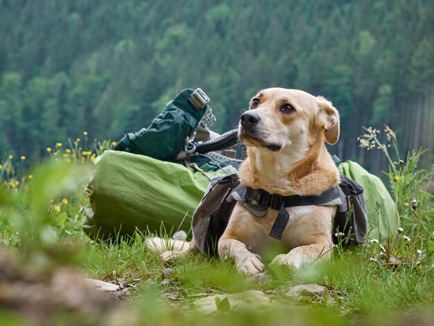 Hund sitzt auf dem Gras in den Bergen. Karpaten, Ukraine