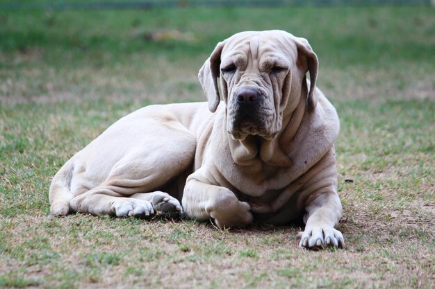 Hund sitzt auf dem Gras