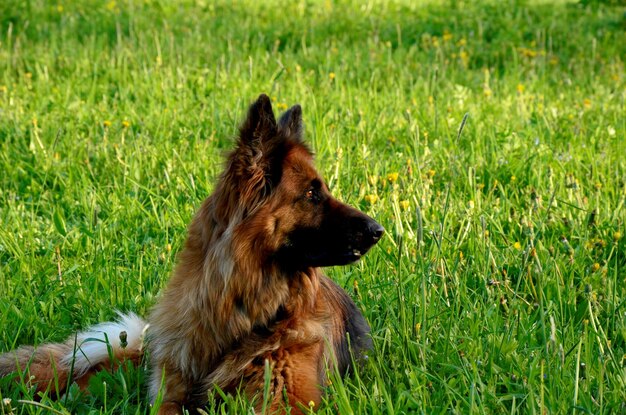 Foto hund sitzt auf dem rasenfeld