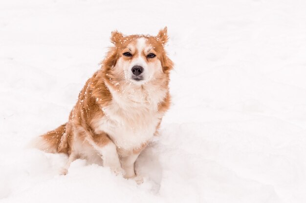 Hund sitzt auf dem Schnee-Nahaufnahme-Porträt