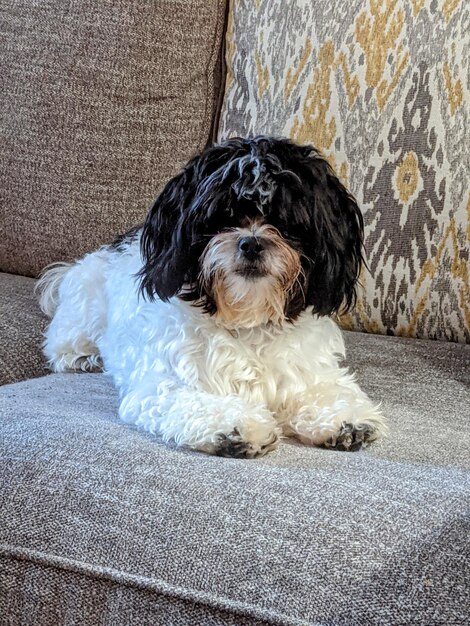 Foto hund sitzt auf dem sofa