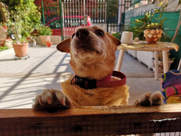 Foto hund sitzt auf dem tisch