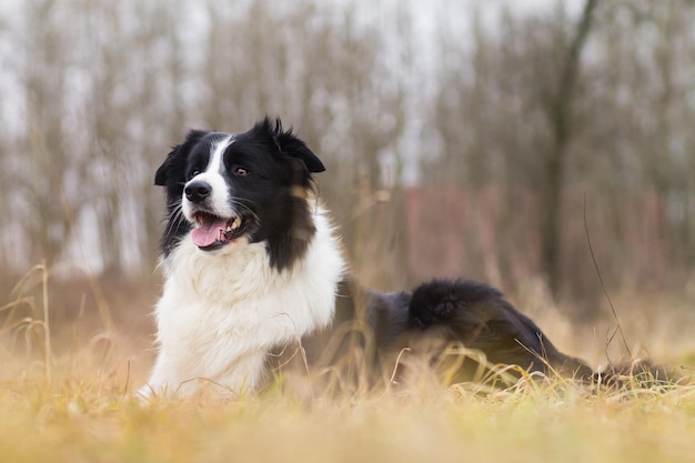 Foto hund sitzt auf einem feld