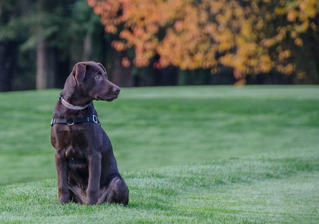 Hund sitzt auf einem grasbewachsenen Feld