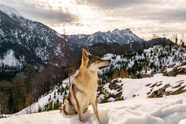 Hund sitzt auf einem schneebedeckten Berg gegen den Himmel