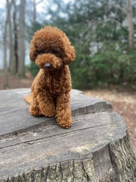 Foto hund sitzt auf holz