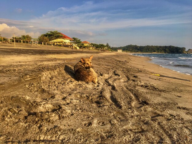 Hund sitzt auf Sand am Strand gegen den Himmel
