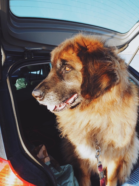 Foto hund sitzt im auto