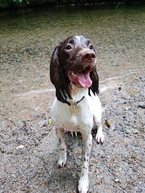 Foto hund sitzt im freien