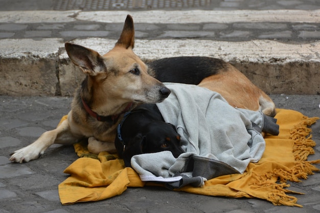 Foto hund sitzt im freien