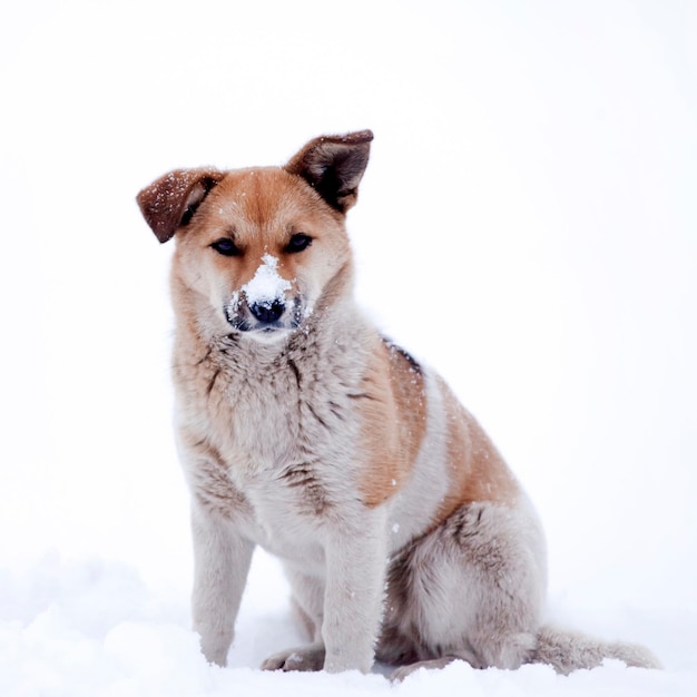 Hund sitzt im Schnee Sie hat Schnee auf der Nase