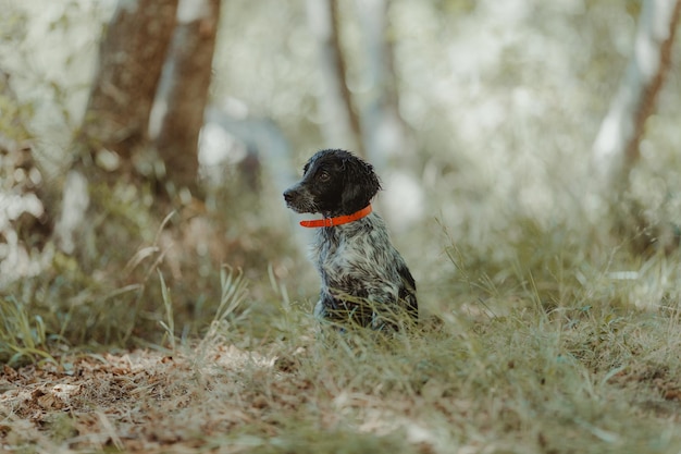 Foto hund sitzt im wald