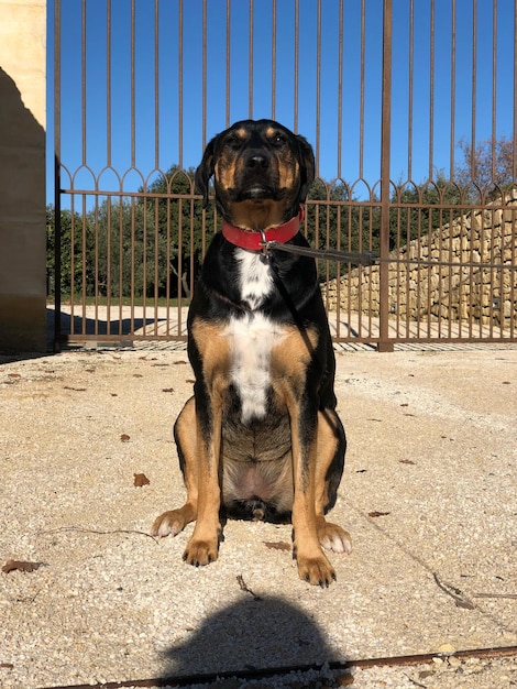 Foto hund sitzt in einem zaun