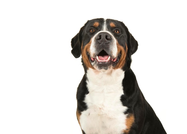 Hund sitzt vor weißem Hintergrund