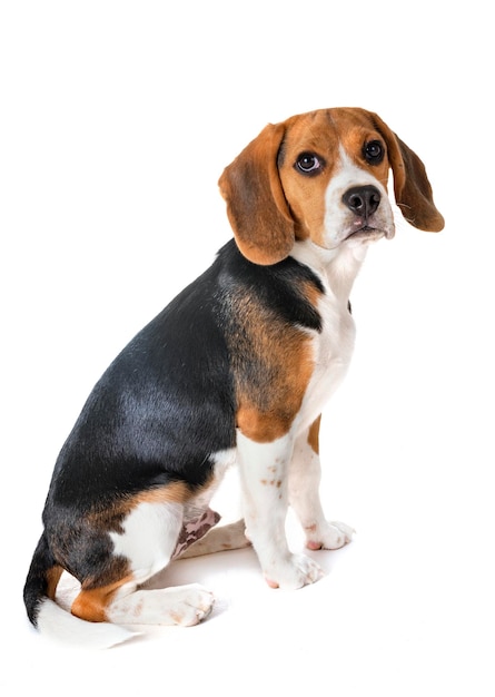 Hund sitzt vor weißem Hintergrund