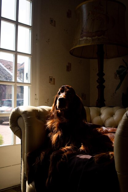 Foto hund sitzt zu hause auf dem bett