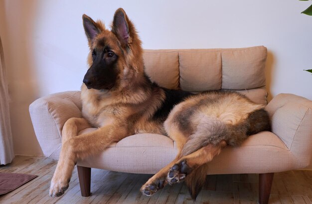 Foto hund sitzt zu hause auf dem sofa