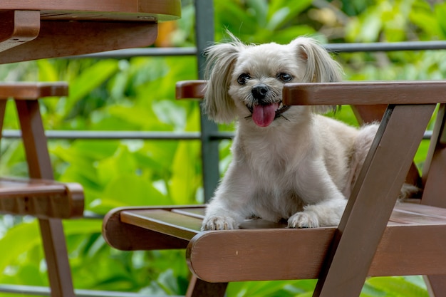 Hund so süß gemischte Rasse mit Shih-Tzu, Pommern und Pudel auf Stuhl