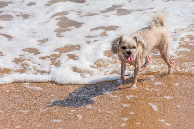 Hund, so süß gemischte Rasse mit Shih-Tzu, Pommern und Pudel Reisen am Strand laufen