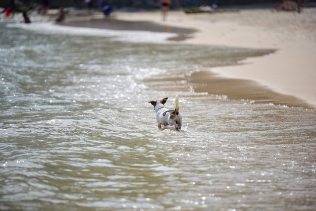 Hund spazieren und spielen am Strand